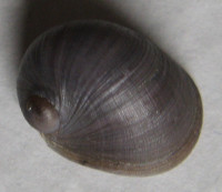Neripteron spirali 1)   Reeve, 1855